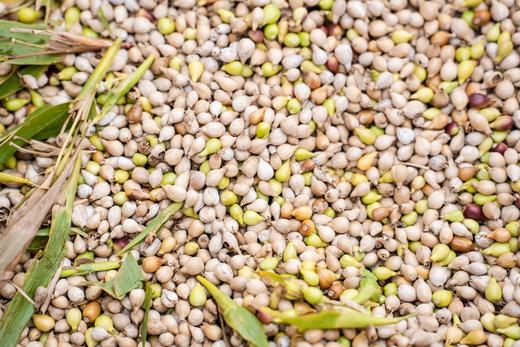 优选|贵阳炒薏米   无油干炒   酥酥脆脆   越嚼越香    60g*3罐 商品图11