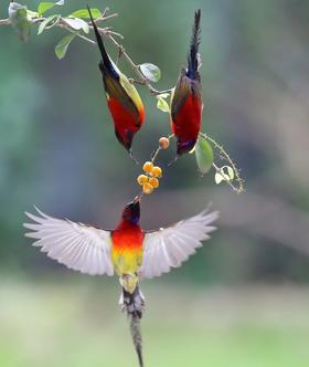 4月08日【东莞鸟摄】鸟语花香四月天，镜中世界展华篇 1天