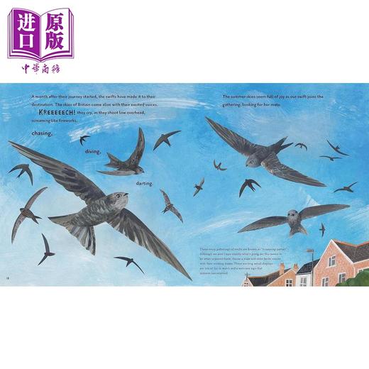 【中商原版】超级雨燕 Super Swifts The Small Bird With Amazing Powers英文原版 儿童科普绘本自然科学图画书 精装精品绘本 商品图2