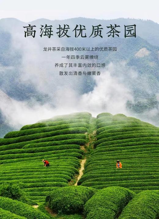 明前龙井茶2024新茶特级绿茶250g 商品图7