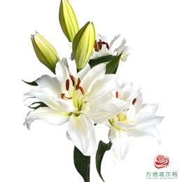 重瓣百合-白雪公主二头 5枝一扎-有香味 - 方德鲜花旗舰店