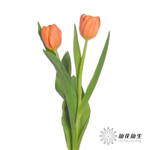 国产郁金香 | 密橙 商品图1