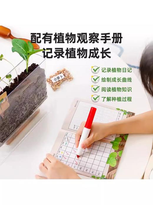 【探索植物成长的奥秘 配6粒种子】GWIZ植物根系透明观察盒种子发芽培育儿童科学实验套装益智玩具 商品图3