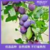 西域小白~无核西梅干 超大果肉 软软糯糯 0蔗糖 商品缩略图4