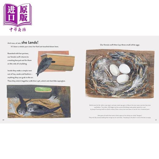 【中商原版】超级雨燕 Super Swifts The Small Bird With Amazing Powers英文原版 儿童科普绘本自然科学图画书 精装精品绘本 商品图3