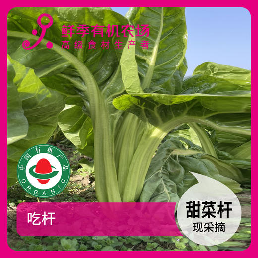 年卡-甜菜300g 商品图0