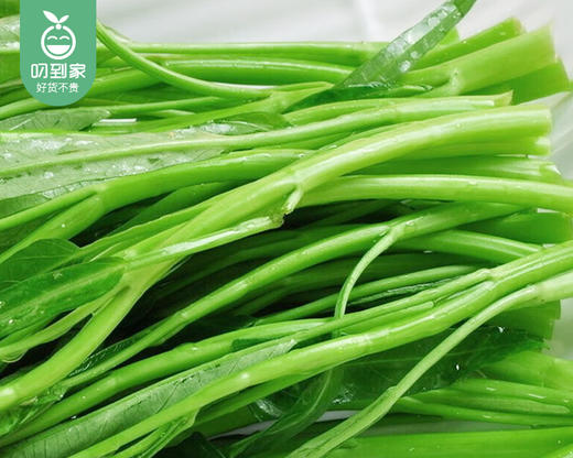 【叼鲜蔬】漳州新鲜青杆空心菜/1份（约300g） 商品图3