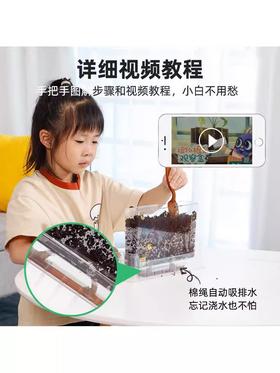 【探索植物成长的奥秘 配6粒种子】GWIZ植物根系透明观察盒种子发芽培育儿童科学实验套装益智玩具