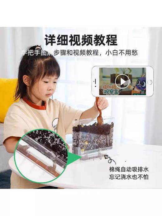 【探索植物成长的奥秘 配6粒种子】GWIZ植物根系透明观察盒种子发芽培育儿童科学实验套装益智玩具 商品图0