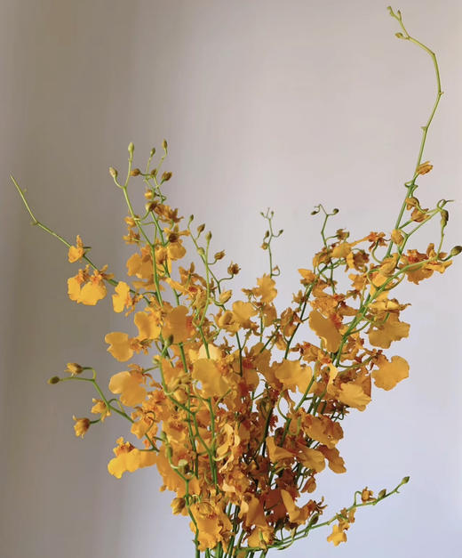 【跳舞兰/文心兰】金太阳-橙色 约10枝/扎  多规格 商品图4