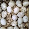 奔牛沈小亚纯散养鸭蛋30枚 商品缩略图4