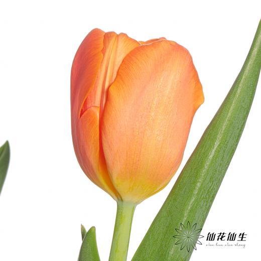 国产郁金香 | 密橙 商品图3