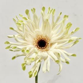 非洲菊 ｜ 威尼斯