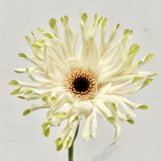 非洲菊 ｜ 威尼斯 商品图0