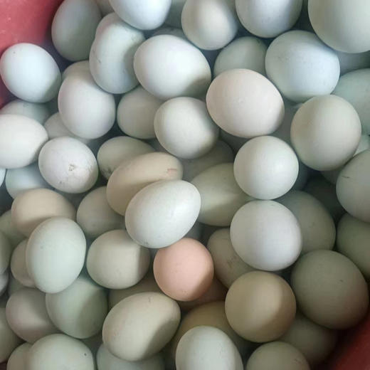 奔牛沈小亚纯散养绿壳鸡蛋45枚 商品图8