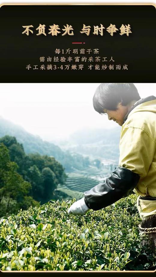 明前龙井茶2024新茶特级绿茶250g 商品图3