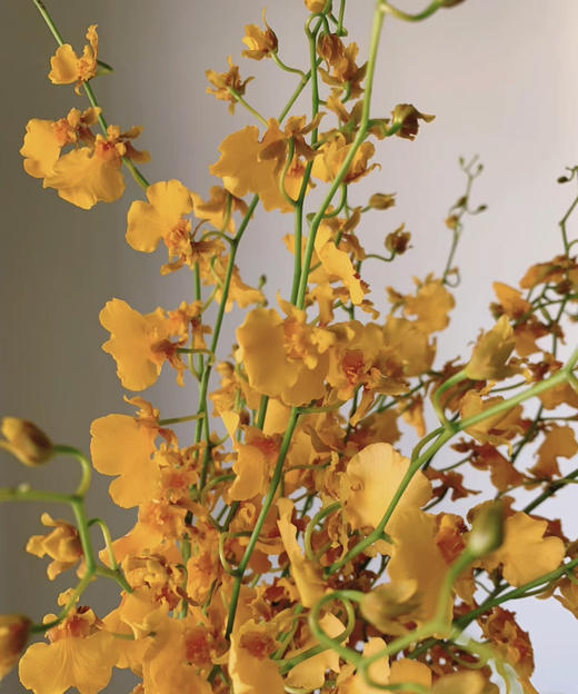 【跳舞兰/文心兰】金太阳-橙色 约10枝/扎  多规格 商品图3