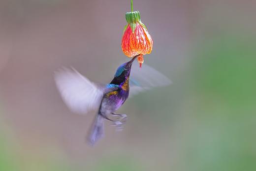 4月08日【东莞鸟摄】鸟语花香四月天，镜中世界展华篇 1天 商品图2