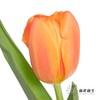 国产郁金香 | 密橙 商品缩略图2