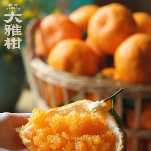 柑橘皇后～精笃大雅柑【净重约7斤】 商品图12