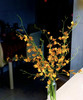 【跳舞兰/文心兰】金太阳-橙色 约10枝/扎  多规格 商品缩略图0