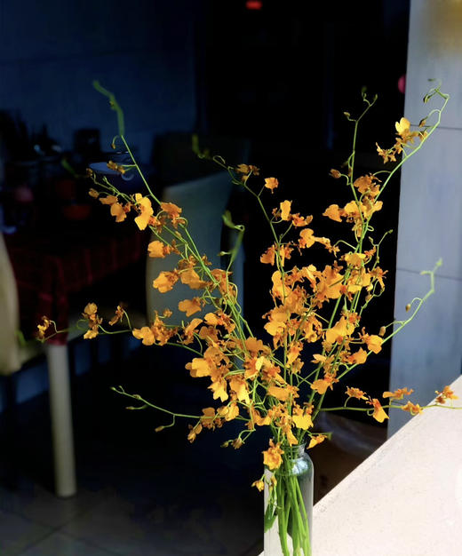 【跳舞兰/文心兰】金太阳-橙色 约10枝/扎  多规格 商品图0