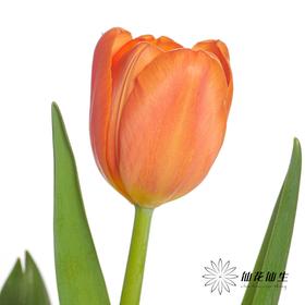 国产郁金香 | 密橙