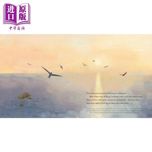 【中商原版】超级雨燕 Super Swifts The Small Bird With Amazing Powers英文原版 儿童科普绘本自然科学图画书 精装精品绘本 商品图1
