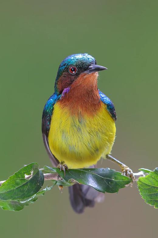 4月08日【东莞鸟摄】鸟语花香四月天，镜中世界展华篇 1天 商品图3