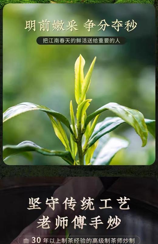 明前龙井茶2024新茶特级绿茶250g 商品图4