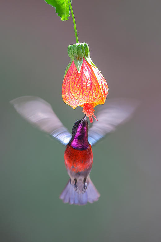 4月08日【东莞鸟摄】鸟语花香四月天，镜中世界展华篇 1天 商品图1