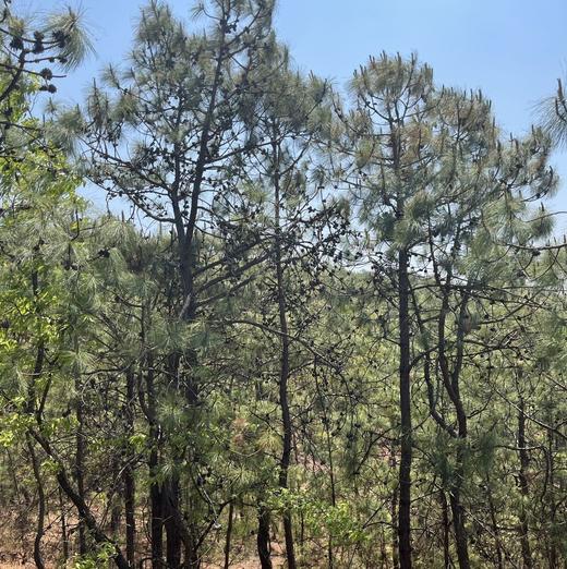 云南茯苓  （可免费打粉，下单需备注，不备注，默认发块）注：（打粉会有一丝丝损耗，5%左右） 商品图1