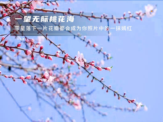 【平谷桃花A线-金海湖徒步1日】灼灼桃花 含笑迎春风 赏万亩桃花林平谷桃花A线人间最美四月天 商品图4