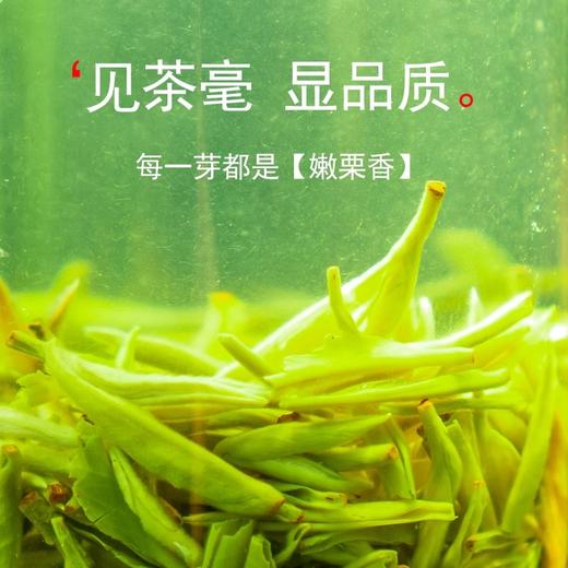 安顺普定【朵贝毛尖茶】多规格可选 全国包邮（除新疆西藏青海）当季新茶 茶香浓郁 商品图2