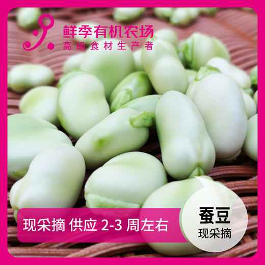 年卡-蚕豆500g 商品图0