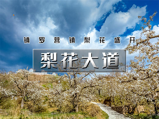【梨花大道1日】｜镇罗营万亩梨花-迎来最佳赏花期-7公里休闲徒步摄影 商品图0