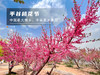 【平谷桃花A线-金海湖徒步1日】灼灼桃花 含笑迎春风 赏万亩桃花林平谷桃花A线人间最美四月天 商品缩略图7