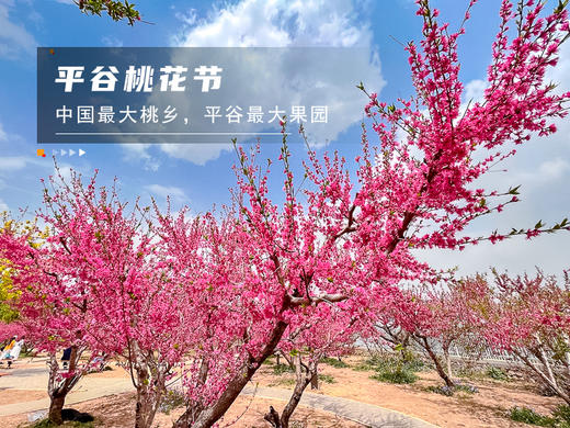 【平谷桃花A线-金海湖徒步1日】灼灼桃花 含笑迎春风 赏万亩桃花林平谷桃花A线人间最美四月天 商品图7