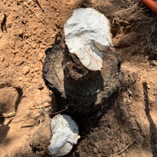 云南茯苓  （可免费打粉，下单需备注，不备注，默认发块）注：（打粉会有一丝丝损耗，5%左右） 商品图2