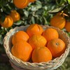【稊归伦晚脐橙】 挂树时间最长的帝王橙 果香浓郁、汁多肉嫩、香甜可口 商品缩略图2