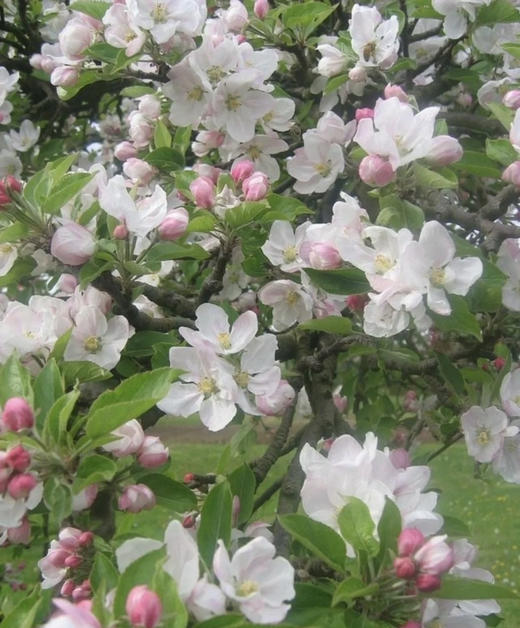 【淳朴/平安】小苹果花  约2枝/扎 商品图3