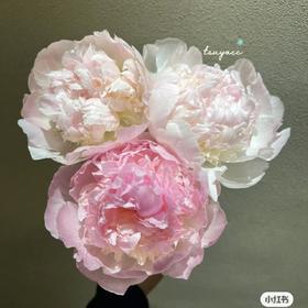 【昆明仓】芍药 | 树莓圣代