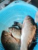 【预售】生态小鲫鱼（500g）活鱼仅限浙江上海客户，收到后请立即打开袋子放盆里滴水哦 商品缩略图5