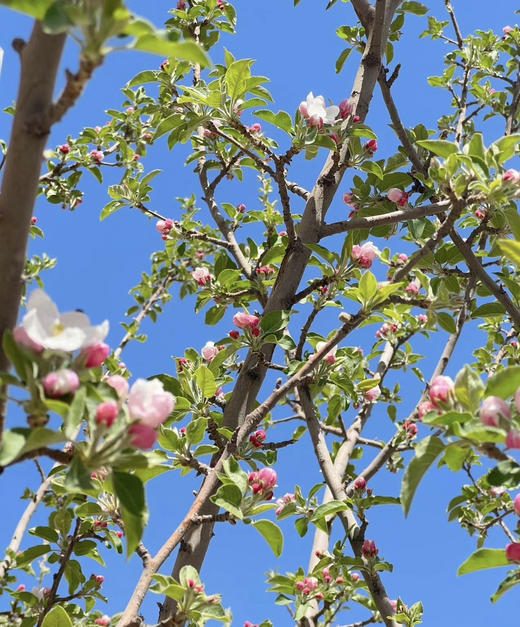 【淳朴/平安】小苹果花  约2枝/扎 商品图2