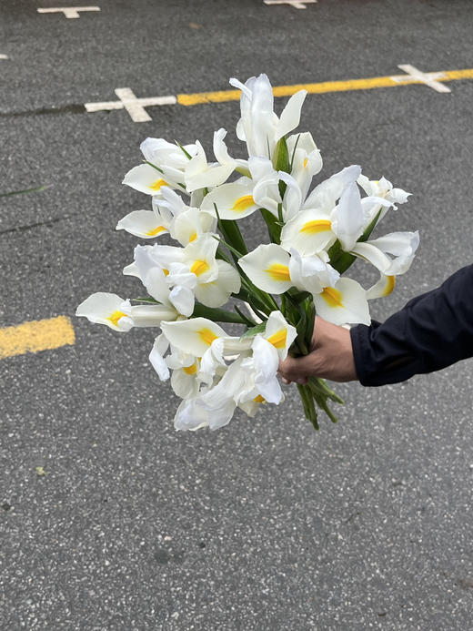 国产花材-【鸢尾】诺法白 商品图2