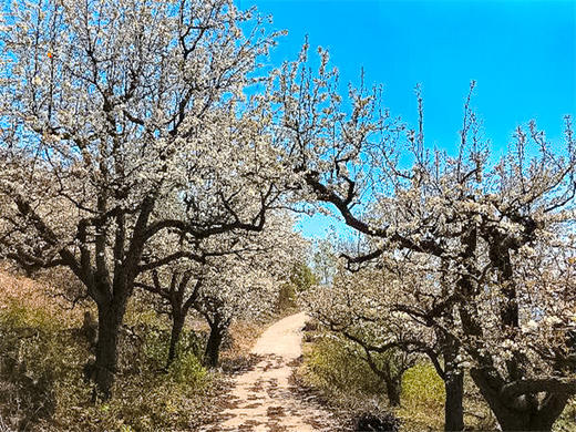【梨花大道1日】｜镇罗营万亩梨花-迎来最佳赏花期-7公里休闲徒步摄影 商品图1