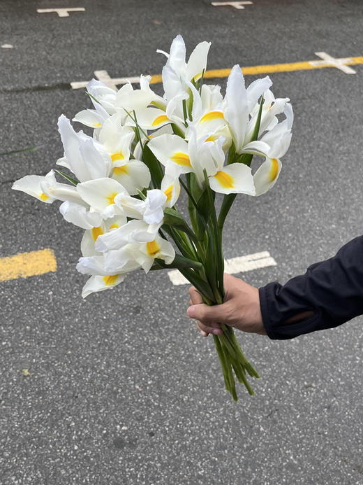 国产花材-【鸢尾】诺法白 商品图1