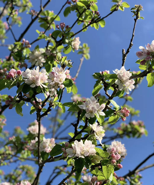 【淳朴/平安】小苹果花  约2枝/扎 商品图1