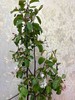 【淳朴/平安】小苹果花  约2枝/扎 商品缩略图9