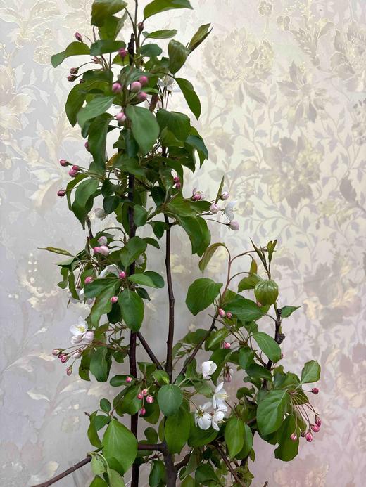 【淳朴/平安】小苹果花  约2枝/扎 商品图9